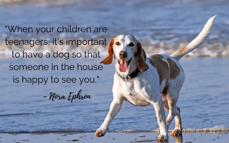 30 Inspiring Dog Quotes That Will Surely Melt Your Heart – Dogs 'N Stuff