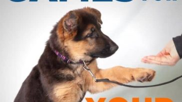 brain boosting mental exercises for dogs