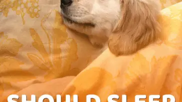 Letting your dog sleep in your bed at night