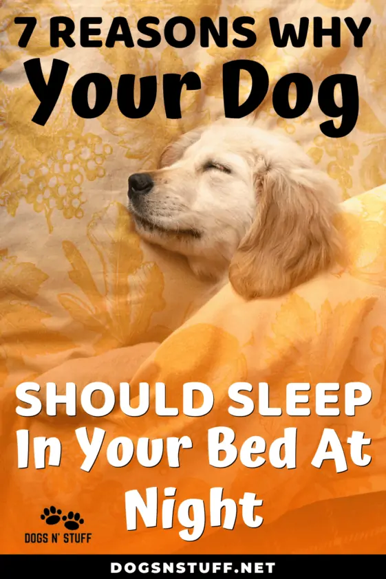 7 Amazing Reasons Why Your Dog Should Sleep In Your Bed At Night Dogs