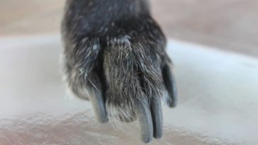 How To Tell Your Dog You Love Them In Their Own Language