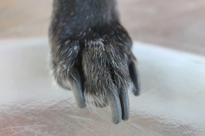 How To Trim Dog Nails That Are Overgrown: With Pictures And Video – Dogs 'N Stuff
