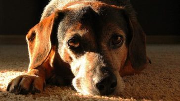 how to tell if your dog is upset