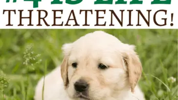 why do dogs eat grass