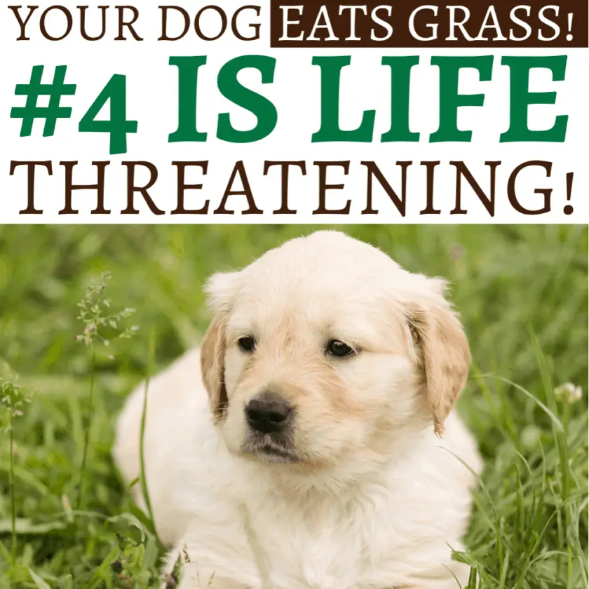 why does grass make dogs sick