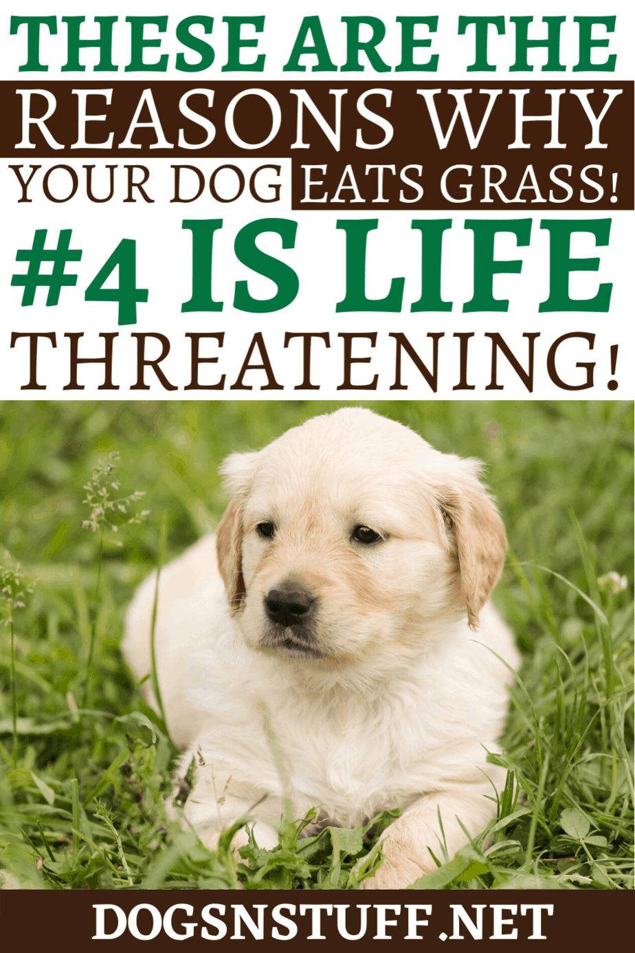 why do golden retrievers eat grass