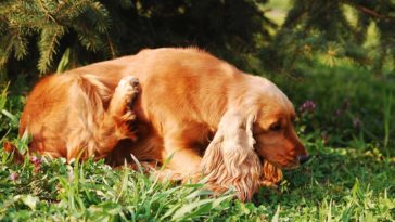 dog itchy skin treatments