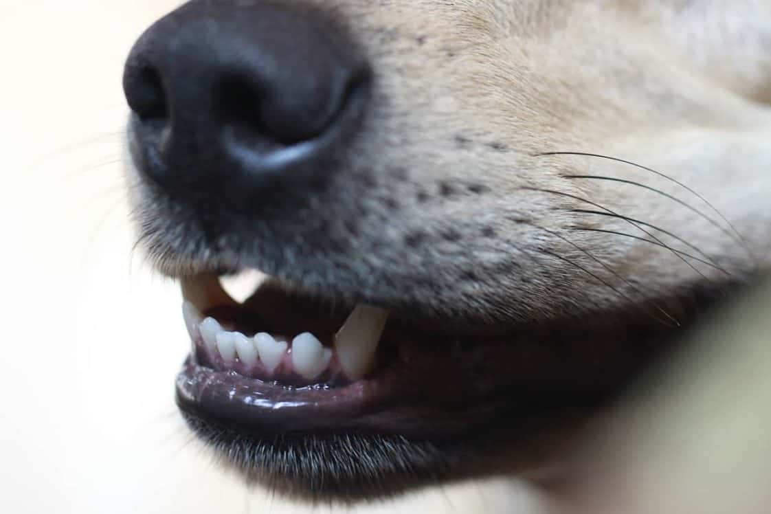 How To Clean Dog’s Teeth At Home Dogs 'N Stuff