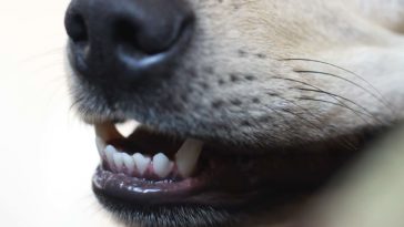 how to brush dogs teeth