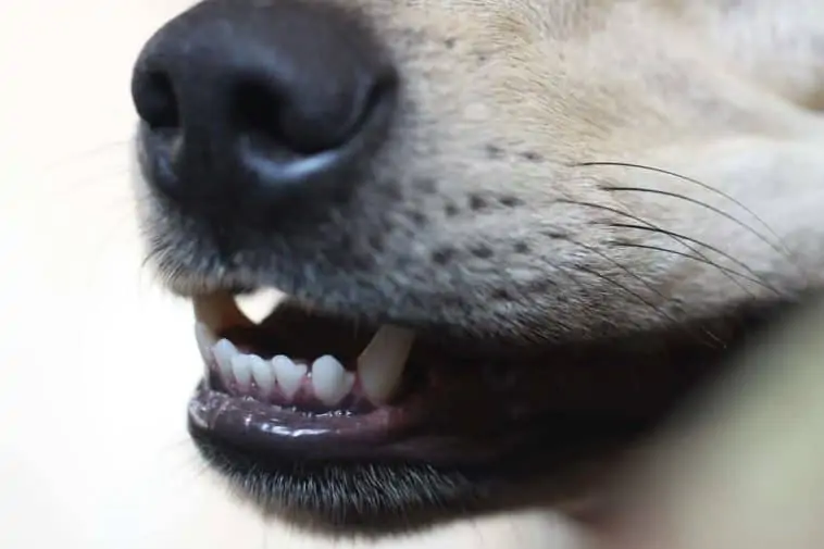 how to brush dogs teeth
