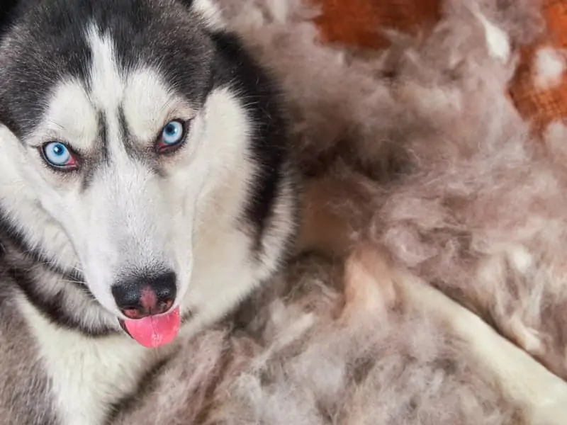How To Stop A Dog From Shedding? Dogs 'N Stuff