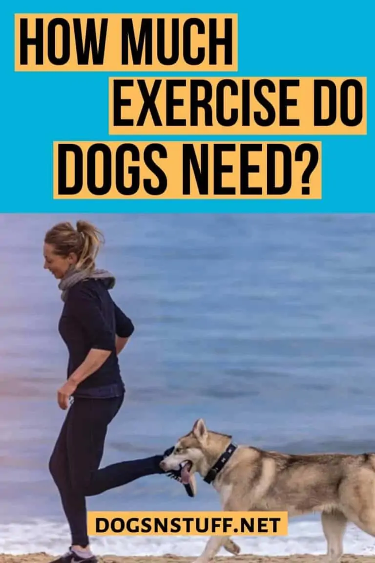 How Much Exercise Does A Dog Need Every Day? Dogs 'N Stuff