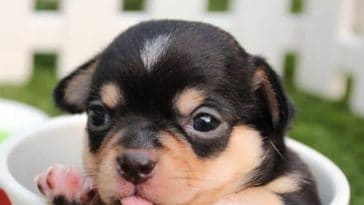 how to find the best dog insurance