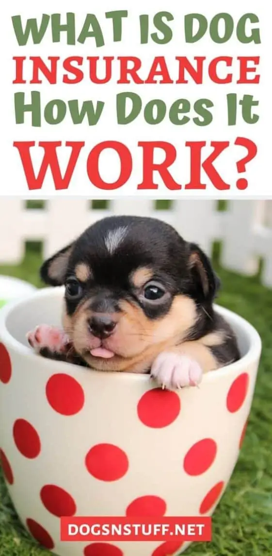 How To Find The Best Dog Insurance Dogs 'N Stuff