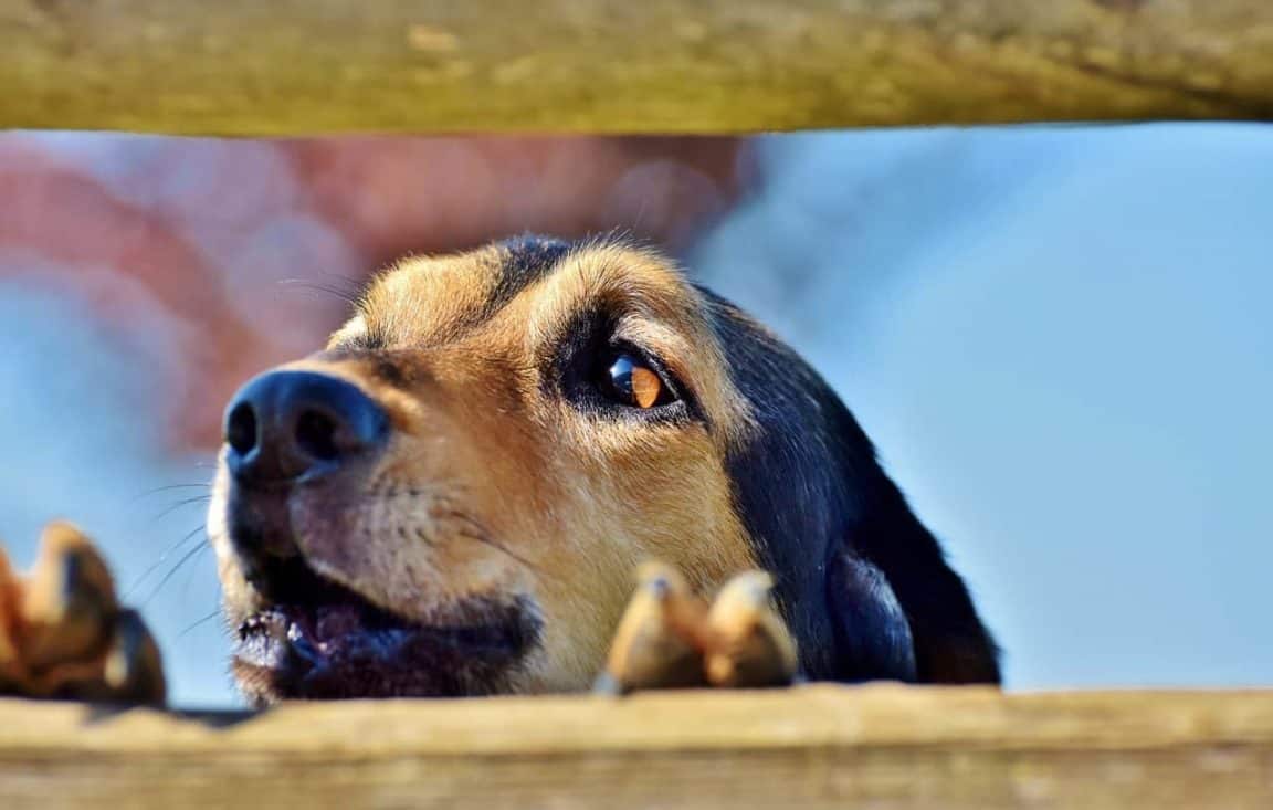How To Make Your Dog Stop Barking Dogs 'N Stuff