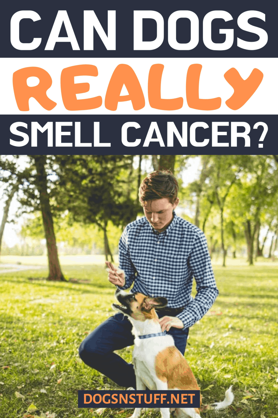 Can Dogs Smell Cancer? – Dogs 'N Stuff