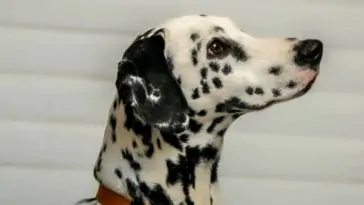 10 Cleanest Dog Breeds Neat Freaks Should Own