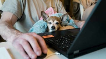 Tips to Survive Working from Home with a Puppy