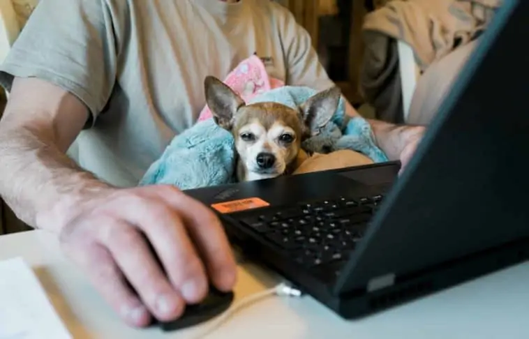 Tips to Survive Working from Home with a Puppy