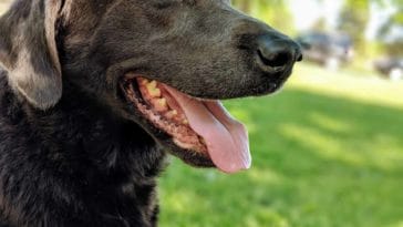 When is Heavy Panting Normal in Dogs?