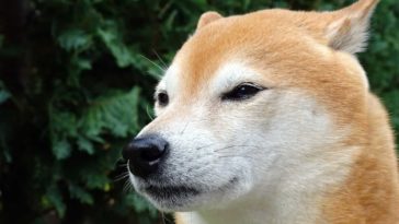 Insecure Dog Symptoms