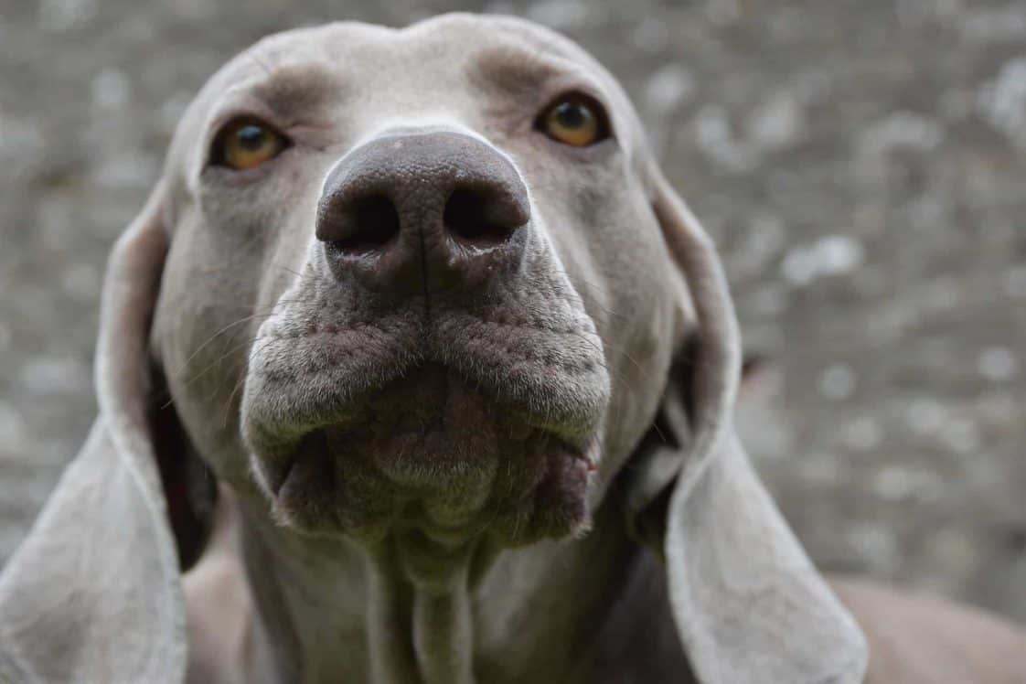 7 Steps To Stop Your Dog From Barking At Everything! Dogs 'N Stuff