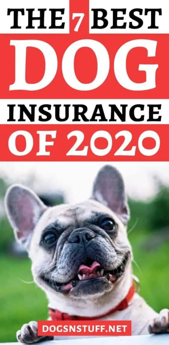 How To Find The Best Dog Insurance Dogs 'N Stuff