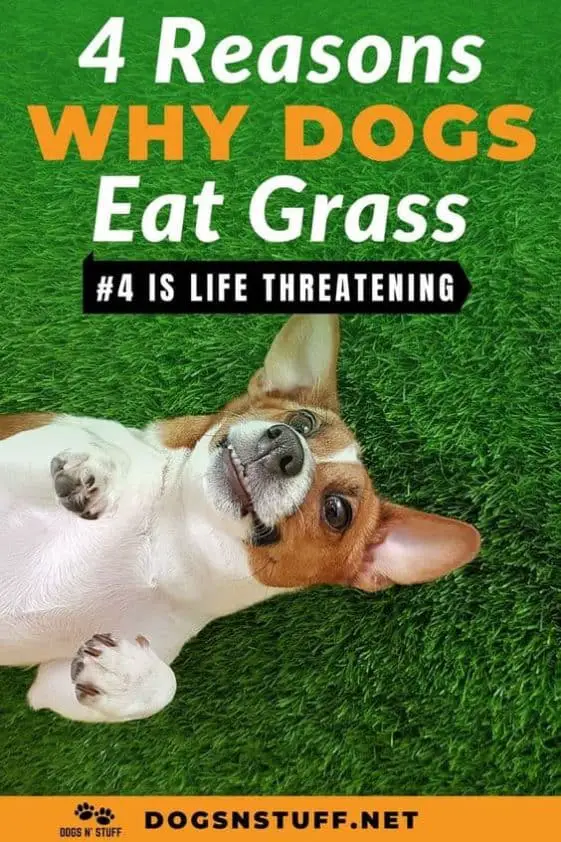 Reasons Why Dogs Eat Grass – Dogs 'N Stuff