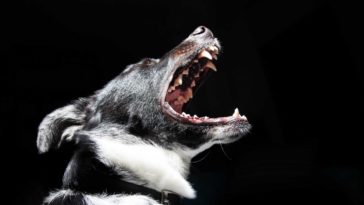 How to Get my Dog to Stop Barking at Night