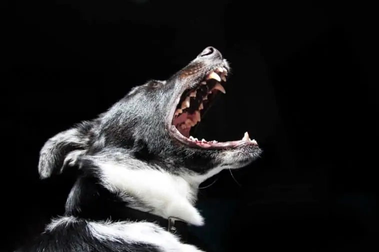 How to Get my Dog to Stop Barking at Night