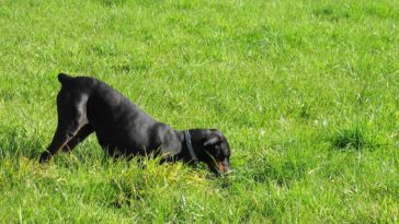 Why Do Dogs Dig Holes and Lay in Them?