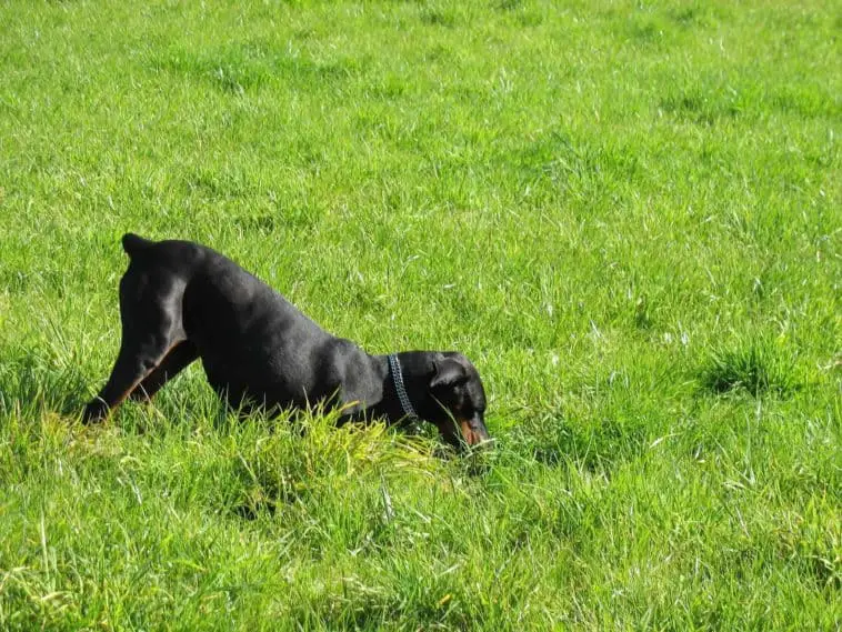 Why Do Dogs Dig Holes and Lay in Them?