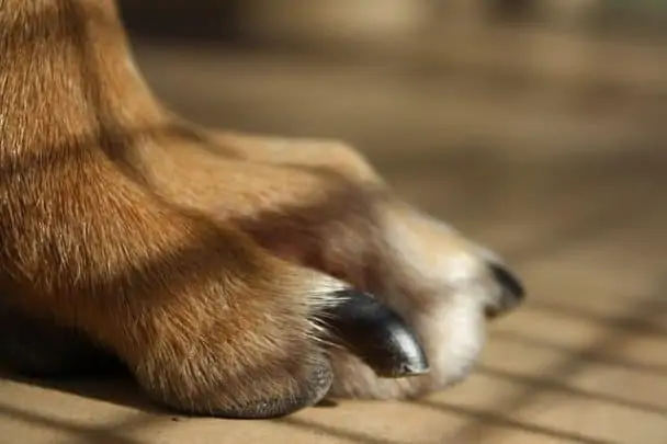 How To Trim Dog Nails That Are Overgrown: With Pictures And Video – Dogs 'N Stuff