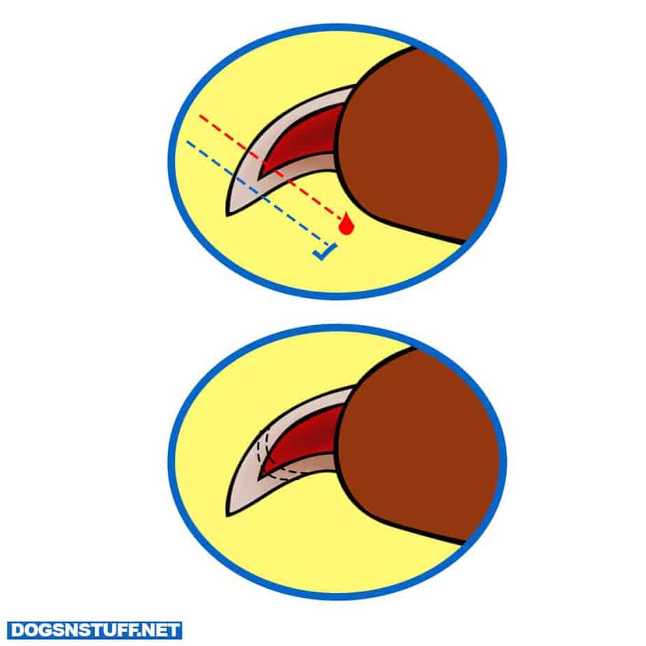 How To Trim Dog Nails That Are Overgrown: With Pictures And Video ...