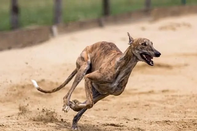 15 Dog Breeds That Can Jump High - Dogs 'N Stuff