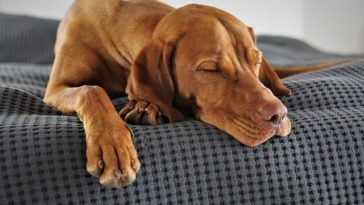 How To Tell If A Dog is Having A Seizure While Sleeping