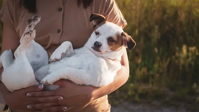 how to bond with a dog