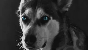 dogs that have green eyes