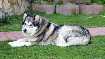 Dogs That Look Like Huskies