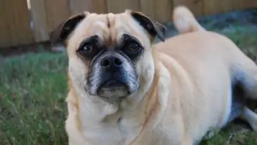 dogs that look like pugs