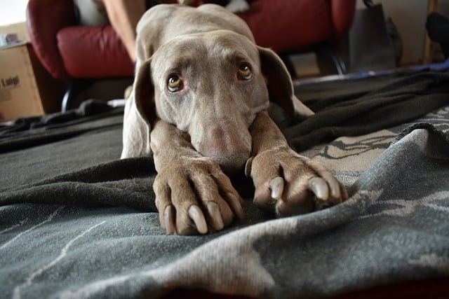 signs a dog is in pain
