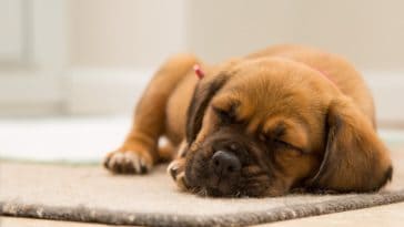 5 Dog Sleeping Positions and What They Mean