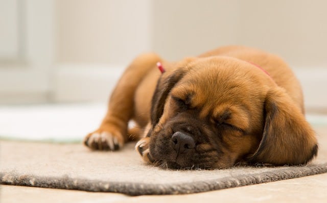 5 Dog Sleeping Positions and What They Mean