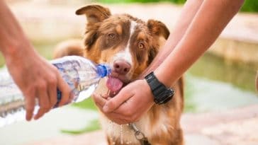 How Long Can A Dog Go Without Water