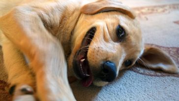 6 Ways to Know if Your Dog Trusts You