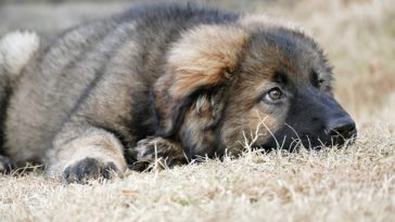 How Long Can A Dog Go Without Pooping