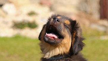 7 Ways to Make Your Dog Happy