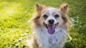 Ways Your Dog Communicates With You