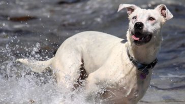 7 Ways to Tire Out Your Dog