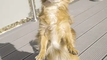 How To Stop A Dog From Jumping Up